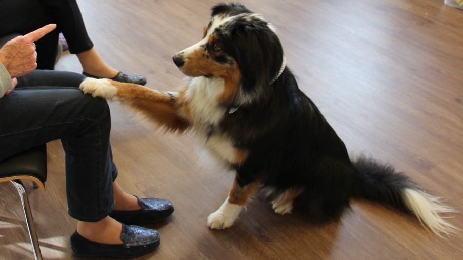 Der Therapiehund Bond legt seine Pfote auf das Knie einer Patientin.  